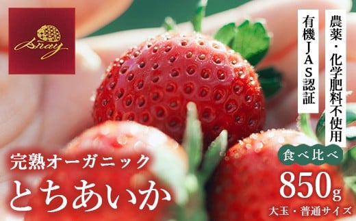 完熟オーガニックとちあいか 大玉・普通サイズ食べ比べ ※2025年12月中旬〜2026年4月中旬頃に順次発送予定栃木県鹿沼市100000果物・フルーツいちご