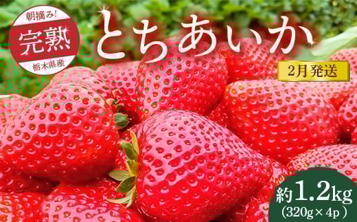 【先行予約】【2月発送】朝摘み!完熟とちあいか 1280g(320g×4p) ※離島への配送不可 ※2026年2月上旬〜2月下旬頃に順次発送予定栃木県鹿沼市19000果物・フルーツいちご