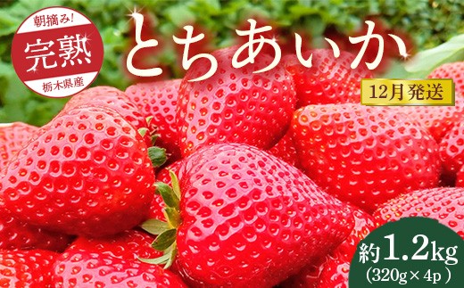 【先行予約】【12月発送】朝摘み!完熟とちあいか 1280g(320g×4p) ※離島への配送不可 ※2025年12月上旬〜12月下旬頃に順次発送予定栃木県鹿沼市22000果物・フルーツいちご