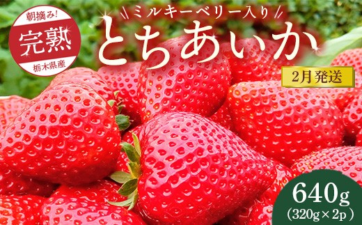 【先行予約】【2月発送】朝摘み!完熟とちあいか《ワンポイントにミルキーベリー入り》640g(320g×2p) ※離島への配送不可 ※2026年2月上旬〜2月下旬頃に順次発送予定栃木県鹿沼市10000果