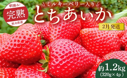 【先行予約】【2月発送】朝摘み!完熟とちあいか《ワンポイントにミルキーベリー入り》1280g(320g×4p) ※離島への配送不可 ※2026年2月上旬〜2月下旬頃に順次発送予定栃木県鹿沼市19000