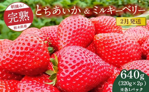 【先行予約】【2月発送】朝摘み!完熟とちあいか&ミルキーベリーの紅白セット 640g(320g×2p(各1パック) ) ※離島への配送不可 ※2026年2月上旬〜2月下旬頃に順次発送予定栃木県鹿沼市100