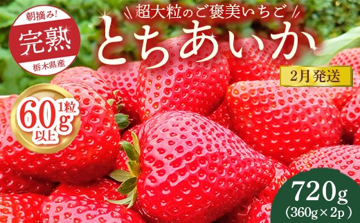 【先行予約】【2月発送】1粒60g以上!超大粒の《ご褒美いちご》朝摘み完熟とちあいか 720g(360g×2p) ※離島への配送不可 ※2026年2月上旬〜2月下旬頃に順次発送予定栃木県鹿沼市11000果