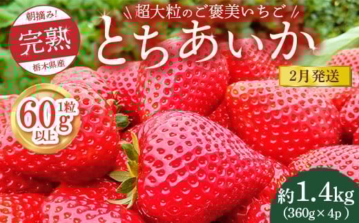 【先行予約】【2月発送】1粒60g以上!超大粒の《ご褒美いちご》朝摘み完熟とちあいか 1440g(360g×4p) ※離島への配送不可 ※2026年2月上旬〜2月下旬頃に順次発送予定栃木県鹿沼市22000果