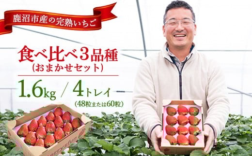【先行予約/数量限定】【贅沢いちごセット】完熟いちご食べ比べ3品種(48粒または60粒)おまかせセット4トレイ1600g | 栃木県 鹿沼市 産地直送 旬 いちご こだわり 高級品 贈答用 イチゴ 苺