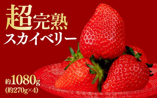 ystF1{ȍ~z ؃t@[̒E݌IwXJCx[xM[TCY 270g × 4pbN v 1080g |  C`S  XJCx[ n Â ܂ ʕ t