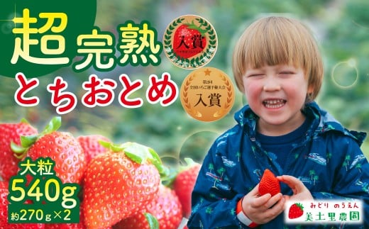 【先行受付:3月以降発送】いちご 「茂木完熟いちご」 美土里農園の朝採れ とちおとめ 大粒 約270g × 2パック 合計 約540g | いちご イチゴ 苺 とちおとめ 完熟 大粒 果物 フルーツ甘い あま