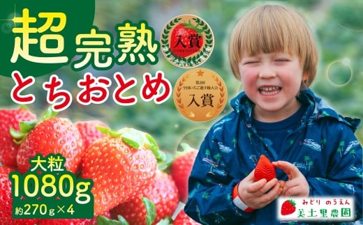 【先行受付:3月以降発送】いちご 「茂木完熟いちご」 美土里農園の朝採れ とちおとめ 大粒 約270g×4 合計 約1080g | いちご イチゴ 苺 とちおとめ 完熟 果物 フルーツ くだもの 甘い あまい