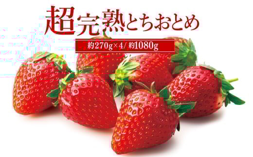ystF3ȍ~zuΖ؊nv@肳񂪈Ă ǂ ƂƂ M[TCY 270g × 4pbN v 1080g |  C`S  ƂƂ n ʕ t[