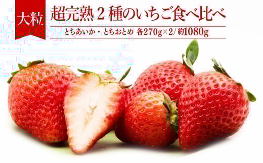 【先行受付:2月以降発送】いちご「茂木完熟いちご」 篠崎さんが育てた とちおとめ&とちあいか 大粒 食べ比べセット 約270g×各2パック 合計 約1080g | いちご イチゴ 苺 とちあいか とちおと