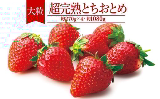 【先行受付:2月以降発送】いちご「茂木完熟いちご」 篠崎さんが育てた 朝どれ とちおとめ 大粒 約270g × 4パック 合計 約1080g | いちご イチゴ 苺 とちおとめ 完熟 果物 フルーツ 甘い あま