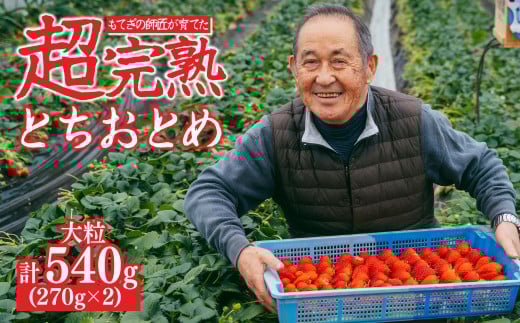 【先行受付:2月以降発送】いちご「茂木完熟いちご」師匠が育てた朝採れとちおとめ 大粒 約270g × 2パック 合計約540g  | いちご イチゴ 苺 とちおとめ 完熟  あまい 甘い 果物 フルーツ くだ