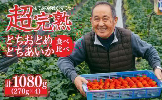 【先行受付:3月以降発送】いちご「茂木完熟いちご」師匠が育てた朝採れとちおとめ × とちあいか レギュラーサイズ 食べ比べセット 約270g × 各2パック 合計約1080g | いちご イチゴ 苺 とち
