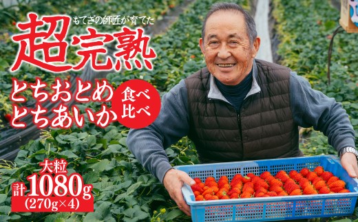 【先行受付:2月以降発送】いちご「茂木完熟いちご」師匠が育てた朝採れとちおとめ × とちあいか 食べ比べセット大粒 約270g × 各2パック 合計約1080g | いちご イチゴ 苺 とちあいか とちお