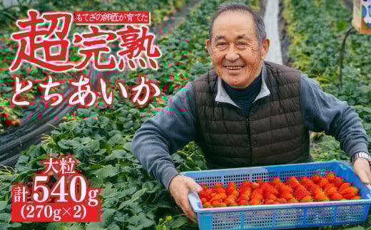 【先行受付:3月以降発送】いちご「茂木完熟いちご」師匠が育てた朝採れとちあいか 大粒 約270g × 2パック 合計約540g | いちご イチゴ 苺 とちあいか とちあいか 甘い あまい  完熟 果物 フル