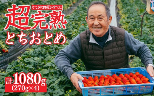 【先行受付:3月以降発送】いちご「茂木完熟いちご」師匠が育てた朝採れとちおとめ レギュラーサイズ 約270g × 4パック 計約1080g | いちご イチゴ 苺 とちおとめ 完熟 果物 フルーツくだもの