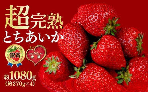 ystF3ȍ~z ؃t@[̊n̂ Ƃ M[TCY 270g × 4pbN v1080g |  C`S  Ƃ ƂƂ n Â ܂ ʕ t