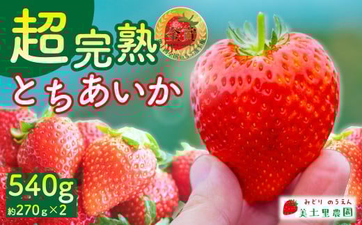 【先行受付:3月以降発送】いちご 「茂木完熟いちご」 美土里農園の朝採れ とちあいか レギュラーサイズ 約270g × 2パック 合計 約540g | いちご イチゴ 苺 とちあいか 完熟 果物 フルーツ く