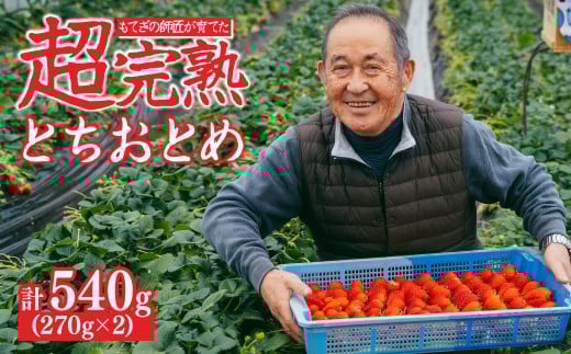 【先行受付:3月以降発送】いちご「茂木完熟いちご」師匠が育てた朝採れとちおとめ レギュラーサイズ 約270g × 2パック 計約540g | いちご イチゴ 苺 とちおとめ 完熟 果物 フルーツくだもの