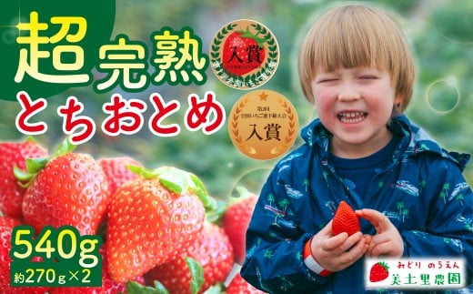 【先行受付:1月中旬以降発送】いちご 「茂木完熟いちご」 美土里農園の朝採れ とちおとめ レギュラーサイズ 約270g×2パック 合計 約540g | いちご イチゴ 苺  とちおとめ 完熟 甘い あまい