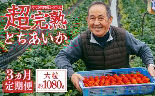 【先行受付:1月中旬以降発送】<3回定期便>いちご「茂木完熟いちご」師匠が育てた朝採れとちあいか 大粒  約270g × 4パック 合計約1080g | いちご イチゴ 苺 とちあいか 完熟 果物 甘い あま