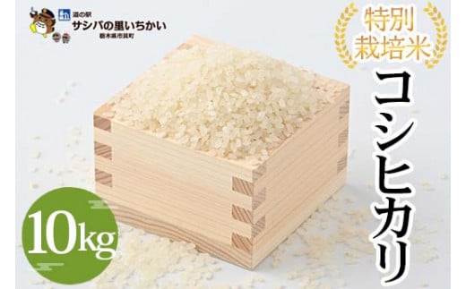 特別栽培米〈コシヒカリ〉10kg ≪米 お米 白米 ご飯 栃木県産≫ ※離島への配送不可 ※2025年9月中旬頃より順次発送予定栃木県市貝町36000米・パン白米