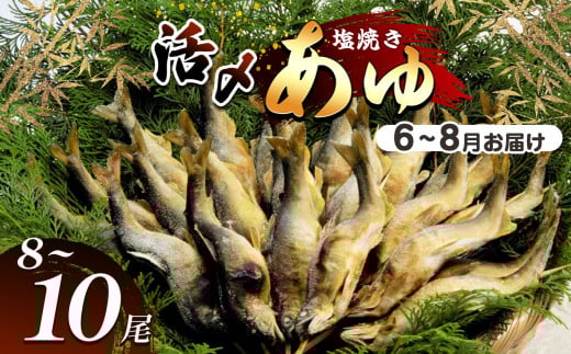 【2026年先行予約】【6月〜8月旬の鮎をお届け】活〆鮎塩焼き 発送日当日池上げした活鮎を焼いてお届け | 活〆鮎塩 新鮮活鮎塩焼き 池上げ活〆鮎 6月〜8月 活〆鮎 塩焼き発送 活鮎 塩焼き