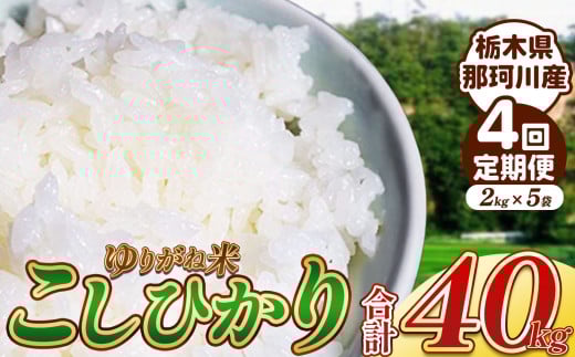 【定期4回】ゆりがね米40kg|コシヒカリ 米 白米 おいしい お米 こめ おこめ 白米 精米 国産 ごはん ご飯 白飯 米 おこめ 白米 精米ゴハン ランキング 人気  ふるさと 納税 栃木県 那珂川町 栃