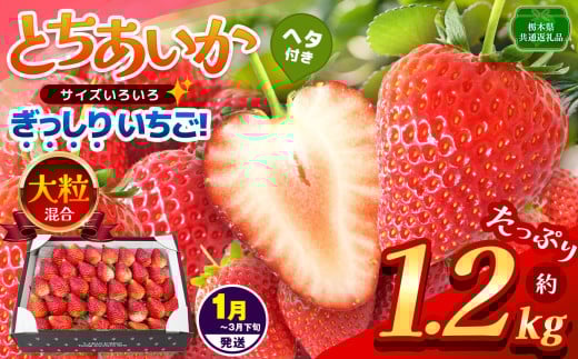 【栃木県共通返礼品】【1~3月発送分】【先行予約】ぎっしり とちあいか 大粒(サイズ不揃い) 約1.2kg | いちご とちあいか ぎっしり サイズ 不揃い 大粒 新鮮 甘い  数量 限定 美味しい 果物