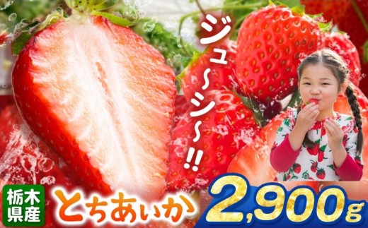 【栃木県共通返礼品】【先行予約】とちあいか 2900g | 果物 くだもの フルーツ 野菜 やさい ヤサイ 苺 イチゴ いちご とちあいか 新鮮 甘い 数量 限定 美味しい 果物 共通返礼品 フルーツ デザ