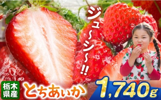 【栃木県共通返礼品】【先行予約】とちあいか 1740g | 果物 くだもの フルーツ 野菜 やさい ヤサイ 苺 イチゴ いちご とちあいか 新鮮 甘い 数量 限定 美味しい 果物 共通返礼品 フルーツ デザ
