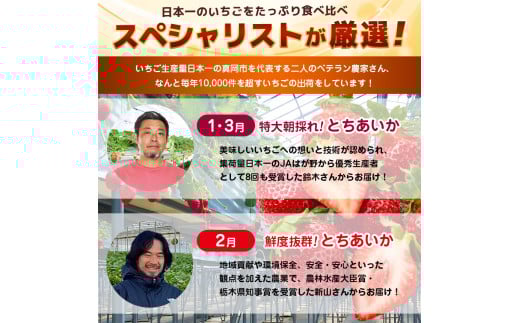 【栃木県共通返礼品】【定期便3回】日本一のいちごたっぷり食べ比べ定期便 | いちご とちあいか  朝採れ たっぷり ぎっしり サイズ ジューシー  大粒 新鮮 甘い  数量 限定 美味しい 果物 共