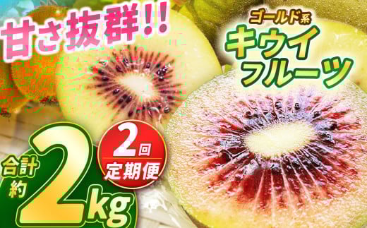 【2025年先行予約】【定期便2回】甘さ抜群のゴールド系 キウイフルーツ 約1kg | 果物 くだもの フルーツ 野菜 やさい ヤサイ キウイ きうい ゴールドキウイ ごーるどきうい 新鮮 フレッシュ