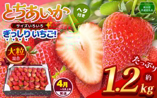 【栃木県共通返礼品】【4~5月発送分】【先行予約】訳あり ぎっしり とちあいか 大粒(サイズ不揃い) 約1.2kg | いちご とちあいか ぎっしり サイズ 不揃い 大粒 新鮮 甘い  数量 限定 美味し