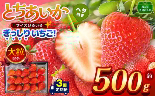 【栃木県共通返礼品】【定期便3回】【先行予約】ぎっしり とちあいか 大粒(サイズ不揃い) 約500g | いちご とちあいか ぎっしり サイズ 不揃い 大粒 新鮮 甘い 数量 限定 美味しい 果物 共