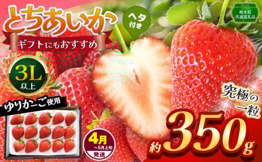 【栃木県共通返礼品】【4~5月発送分】【先行予約】訳あり とちあいか 3L以上ホール詰め 350g | いちご とちあいか 香貴 朝採れ 大粒 新鮮 甘い  数量 限定 美味しい 果物 共通返礼品 フルーツ