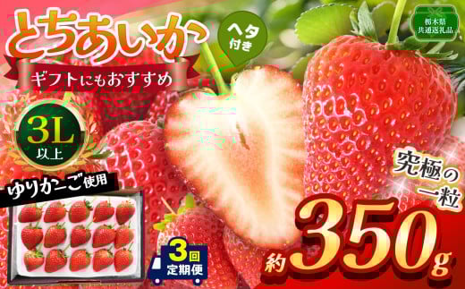 【栃木県共通返礼品】【定期便3回】【先行予約】とちあいか 3L以上ホール詰め 350g | いちご とちあいか 香貴 朝採れ 大粒 新鮮 甘い  数量 限定 美味しい 果物 共通返礼品 フルーツ デザート