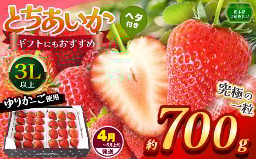 【栃木県共通返礼品】【4~5月発送分】【先行予約】訳あり とちあいか 3L以上ホール詰め 700g | いちご とちあいか 香貴 朝採れ 大粒 新鮮 甘い  数量 限定 美味しい 果物 共通返礼品 フルーツ