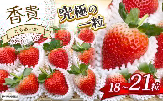 【栃木県共通返礼品】【1~3月発送分】【先行予約】とちあいか 「香貴」 18〜21粒 | いちご とちあいか 香貴 朝採れ 大粒 新鮮 甘い  数量 限定 美味しい 果物 共通返礼品 フルーツ デザート 栃