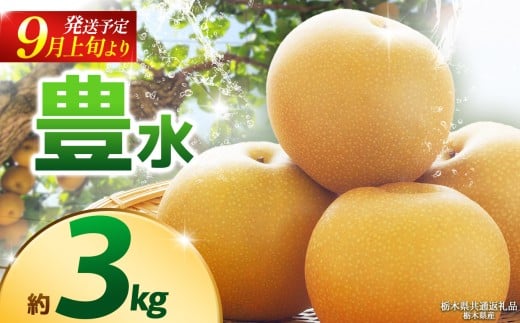 yȖ،ʕԗizy2026N9s\zL(x) 3kg |L  Ȃ iV Vi s\ 嗱 VN Â  ʕ  t[c ӂ[ ʕԗi t[c fU[g