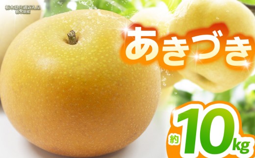 yȖ،ʕԗizy2026Ns\zÂ 10kg |Â  Ȃ iV Vi s\ 嗱 VN Â  ʕ  t[c ӂ[ ʕԗi t[c fU[g