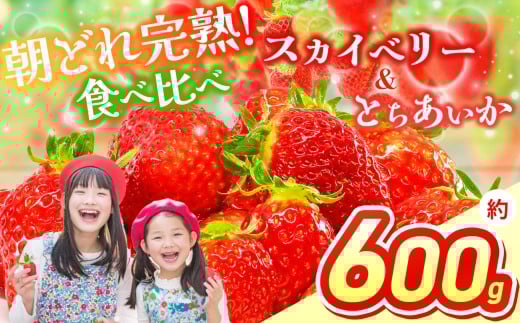 【2026年先行予約】スカイベリー&とちあいか 食べ比べ 300g×2  | 果物 くだもの フルーツ 野菜 やさい ヤサイ 苺 イチゴ いちご とちあいか スカイベリー 食べ比べ 新鮮 甘い 数量 限定 美味し