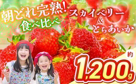 【2026年先行予約】スカイベリー&とちあいか 食べ比べ 300g×2×2箱  | 果物 くだもの フルーツ 野菜 やさい ヤサイ 苺 イチゴ いちご とちあいか スカイベリー 食べ比べ 新鮮 甘い 数量 限定 美