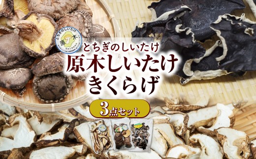 原木しいたけ・きくらげ食べ比べ3点セット | 生きくらげ きくらげ 食物繊維 鉄分 カルシウム ビタミンD カリウム アミノ酸 低カロリー  高血圧予防 ふるさと納税 栃木県 那珂川町栃木県那