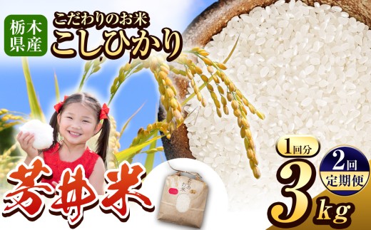 【定期便2回】那珂川町産芳井米 3kg | コシヒカリ お米 精米 美味しい 白米 とちぎ 玄米 共通返礼品  那珂川町 栃木県栃木県那珂川町18000米・パン白米