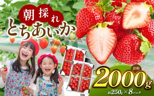 【栃木県共通返礼品】朝採れとちあいか たっぷり2,000g | いちご とちあいか 朝採れ たっぷり 大粒 新鮮 甘い 美味しい 果物 デザート 栃木県 那珂川町栃木県那珂川町15000果物・フルーツいち