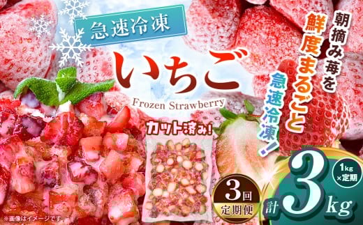 【栃木県共通返礼品】【定期便3回】冷凍いちご 1kg | 定期便 いちご とちあいか 冷凍 冷凍イチゴ スイーツ ジャム スムージー たっぷり 大粒  甘い 美味しい 果物 デザート 栃木県 那珂川町