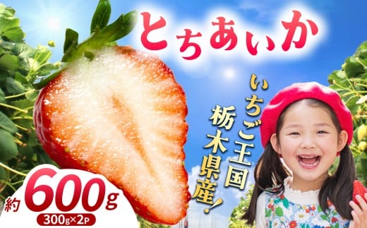 【先行予約】【期間限定】那珂川町産とちあいか 1月発送分 300g×2 |いちご とちあいか ジューシー フルーティー 大きい 新鮮 甘い 美味しい 果物 共通返礼品 フルーツ デザート 栃木県 那珂