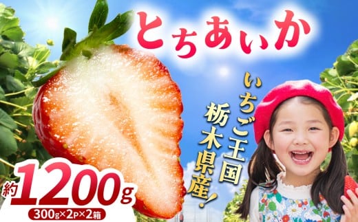【先行予約】【期間限定】那珂川町産とちあいか 2月発送分 300g×2×2 |いちご とちあいか ジューシー フルーティー 大きい 新鮮 甘い 美味しい 果物 共通返礼品 フルーツ デザート 栃木県 那