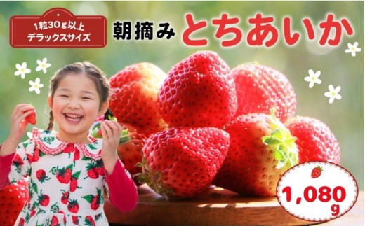 【先行予約】那珂川町産とちあいか 270g×4P | 2025年 2026年 先行予約 苺 イチゴ 大粒 甘い 贈答用 数量限定 果物 フルーツデザート 人気 贅沢 たっぷり 大容量 朝採れ当日発送 栃木県 那珂川